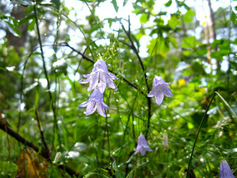 Similar image 1733378