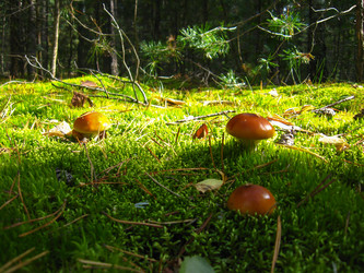 Similar image 1733411