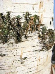 Similar image 1733414