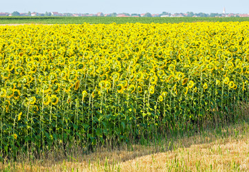 Similar image 1733726