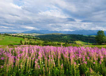 Similar image 1733737