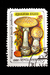 Similar image 1735295