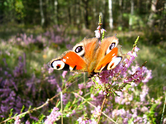 Similar image 1735592