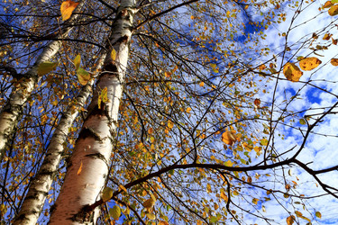 Similar image 1736139