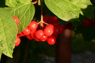 Similar image 1736147