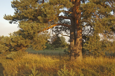 Similar image 1736305