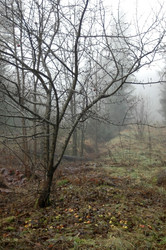 Similar image 1736319