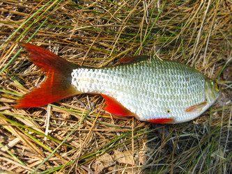 Similar image 1736333