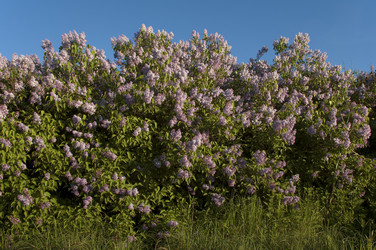 Similar image 1736341