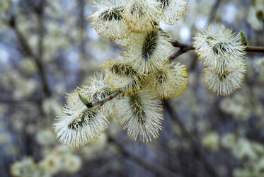 Similar image 1736511