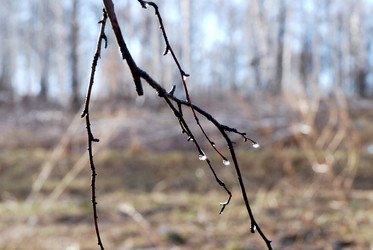 Similar image 1736512