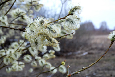 Similar image 1736515