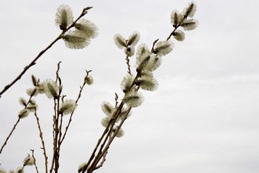 Similar image 1736522