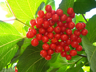 Similar image 1737476