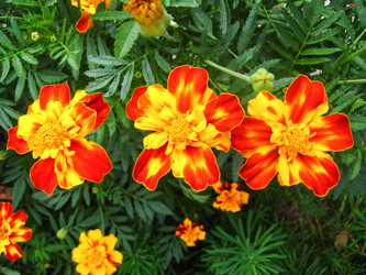 Similar image 1737479