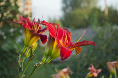 Similar image 1739096