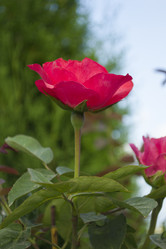 Similar image 1739100