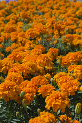 Similar image 1739104