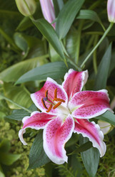 Similar image 1742899