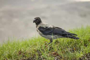 Similar image 1743288