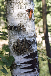 Similar image 1743290