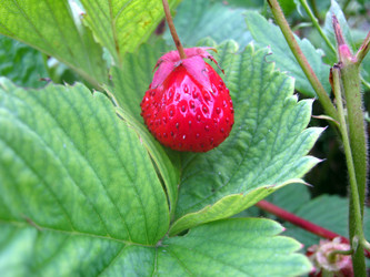 Similar image 1743466