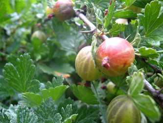 Similar image 1743467