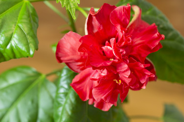 Similar image 1744699