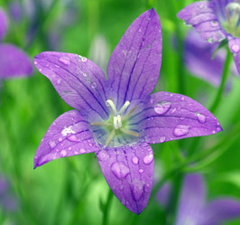 Similar image 1745410