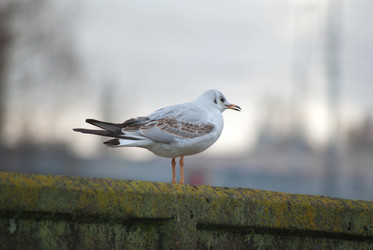 Similar image 1745615