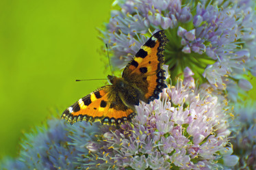 Similar image 1750461