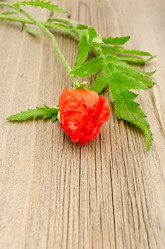 Similar image 1752101