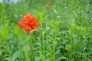 Similar image 1752162