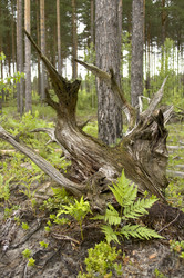 Similar image 1752533