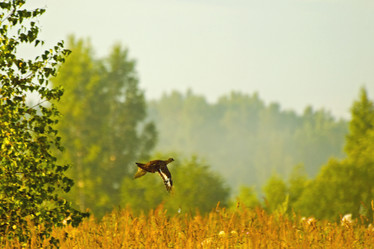 Similar image 1752570