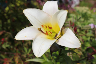 Similar image 1753237