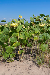 Similar image 1754455