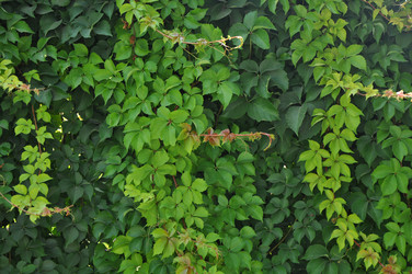 Similar image 1754900