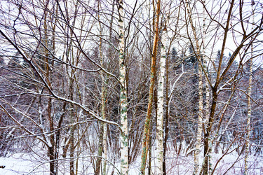 Similar image 1755546