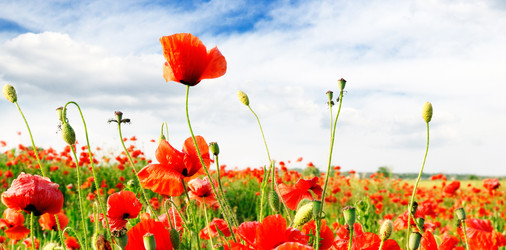 Similar image 1755666