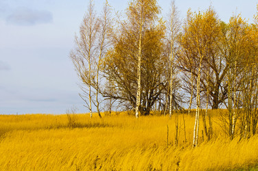 Similar image 1756005