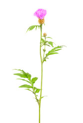 Similar image 1762536