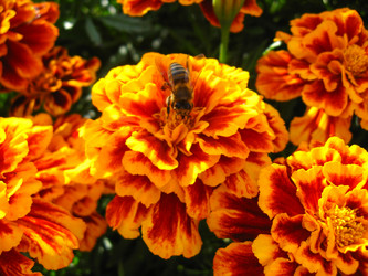 Similar image 1763531