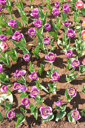 Similar image 1764925