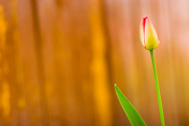 Similar image 1766939