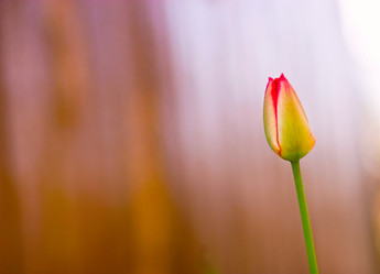 Similar image 1766952