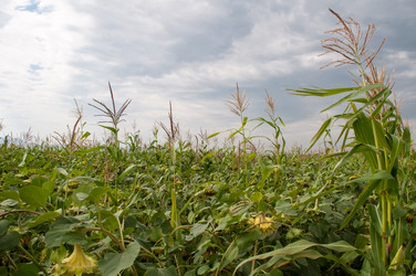 Similar image 1769827