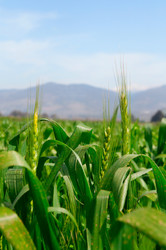 Similar image 1771893