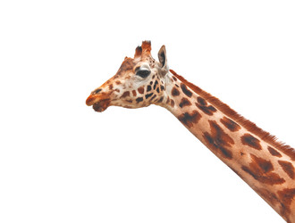 Similar image 1774261