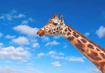 Similar image 1774263